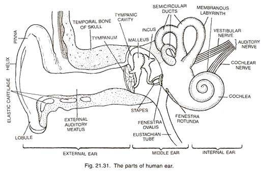 Ear diagram